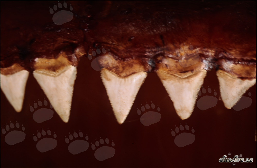 Imposante Zähne eines sechs Meter großen Weißen Hais