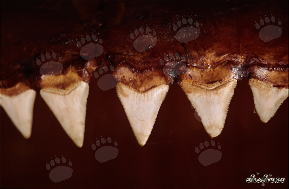 Impressive teeth of a six-meter Great White Shark