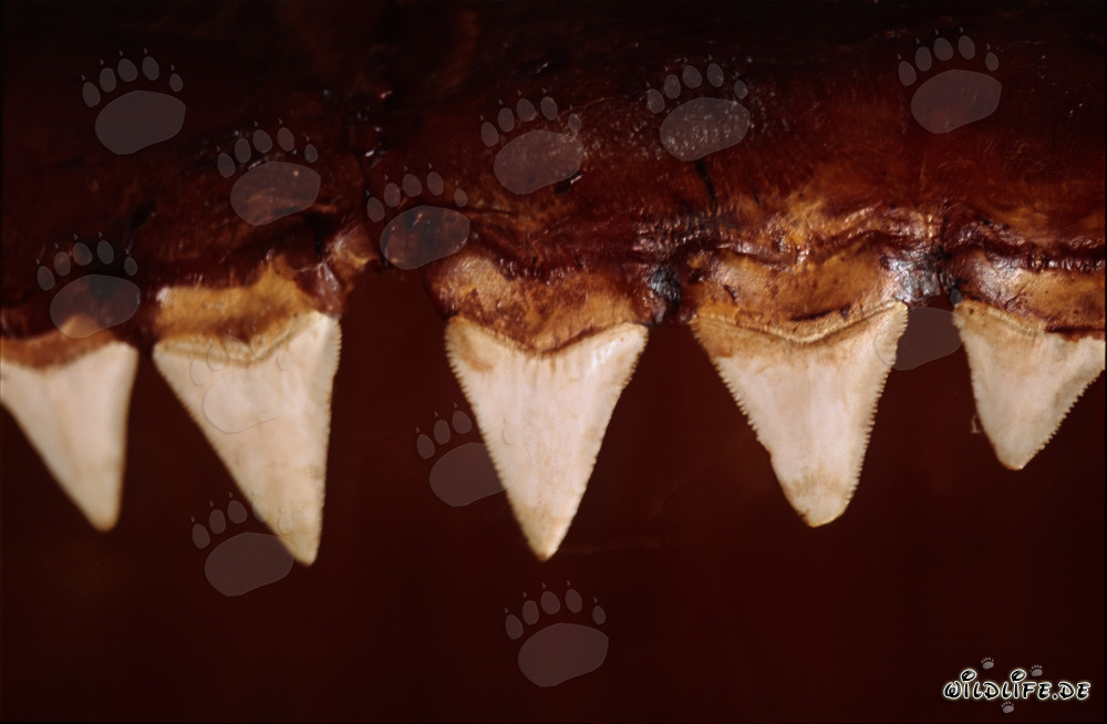Dents impressionnantes d'un grand requin blanc de six mètres