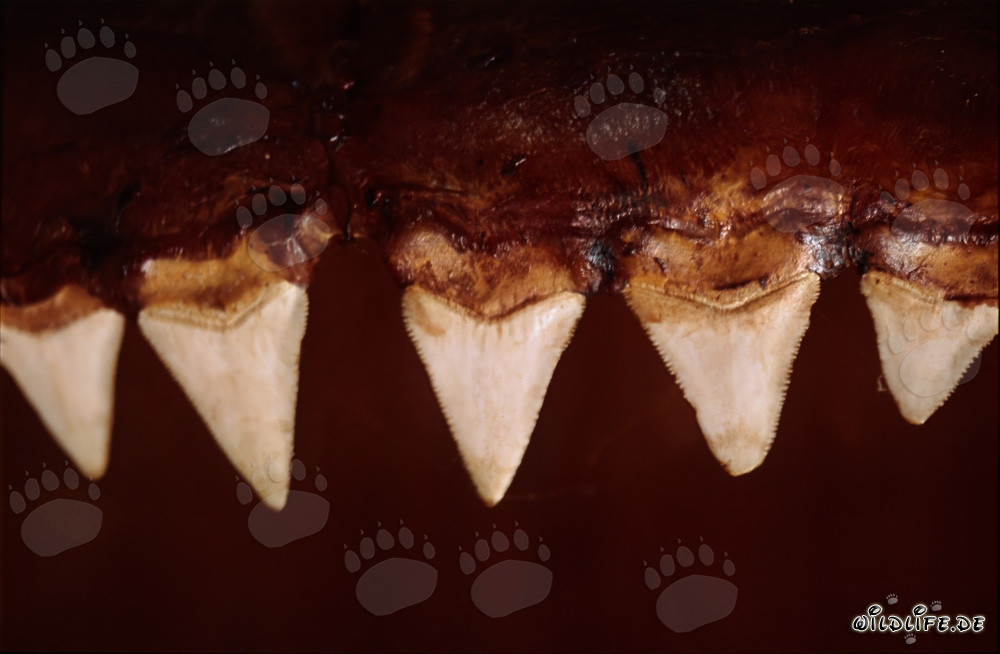 Imponenti denti di uno squalo bianco di sei metri