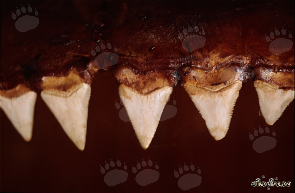 Impresionantes dientes de un tiburón blanco de seis metros de largo