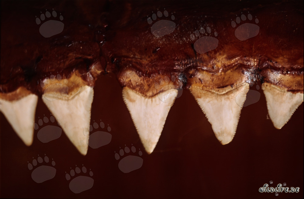 Imposante Zähne eines sechs Meter großen Weißen Hais