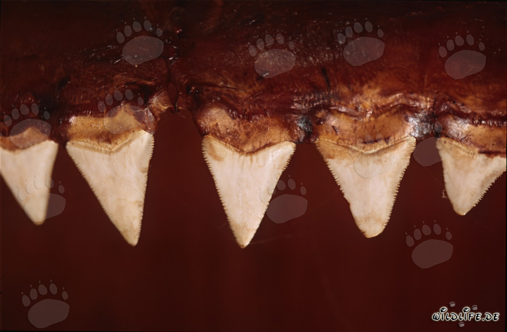 Impressive Bite Tools of the Great White Shark