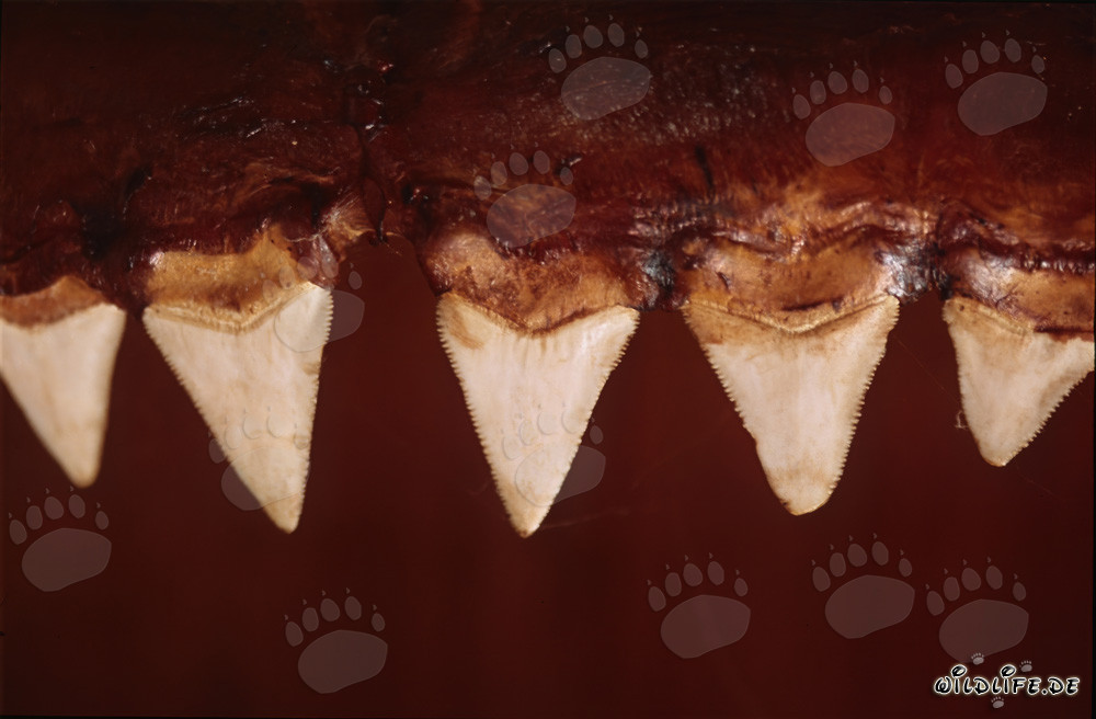 Impressionanti strumenti da morsi dello squalo bianco