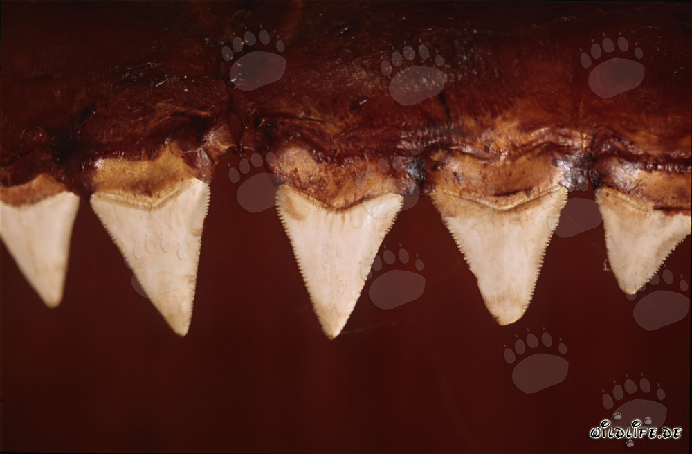 Impresionantes herramientas de mordedura del tiburón blanco