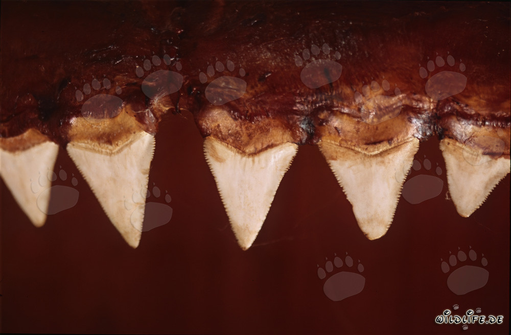 Beeindruckende Beißwerkzeuge des Weißen Hais