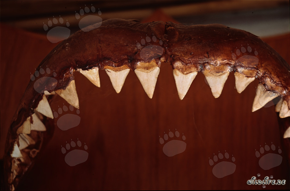 Impresionante trofeo: mandíbula y dientes del gran tiburón blanco