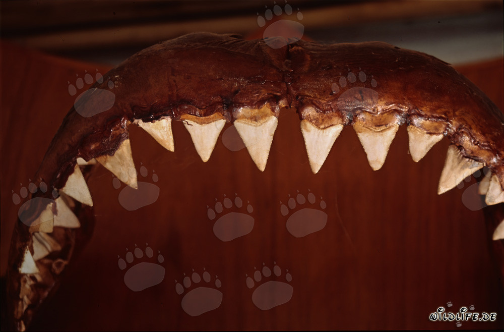 Impressionnante trophée : mâchoire et dents du grand requin blanc