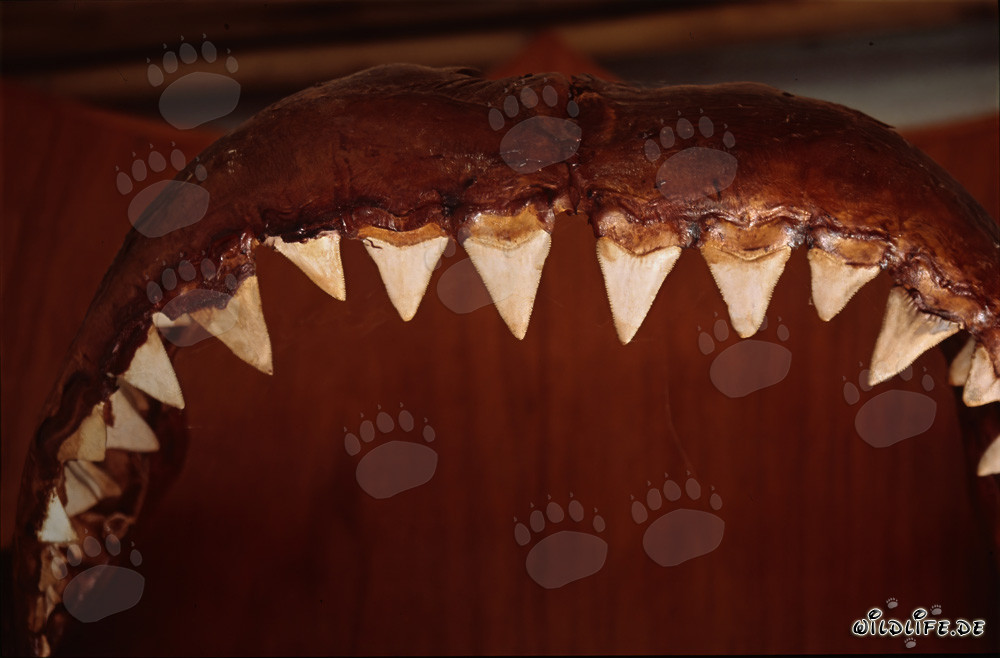 Imponente trofeo: mascella e denti del grande squalo bianco