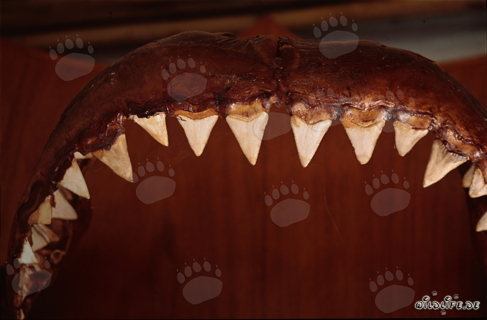 Impressive trophy: jaws and teeth of the Great White Shark