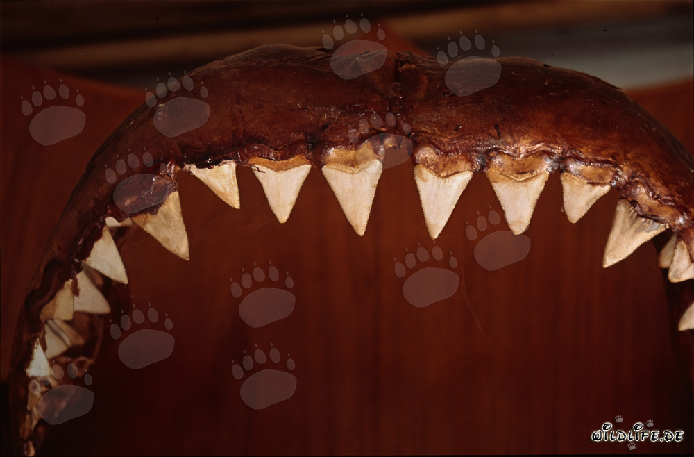 Imposante Trophäe: Kiefer und Zähne des Weißen Hais