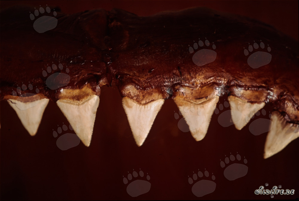 The impressive biting tools of a six-meter Great White Shark