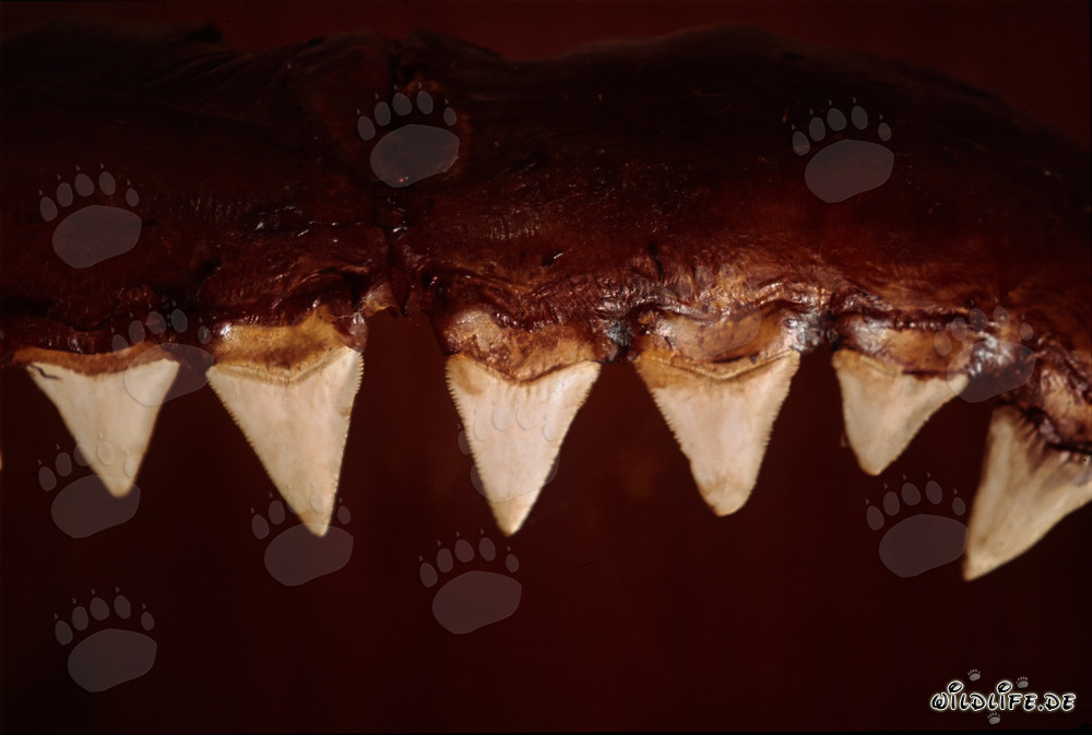 Les impressionnantes outils de morsure d'un grand requin blanc de six mètres