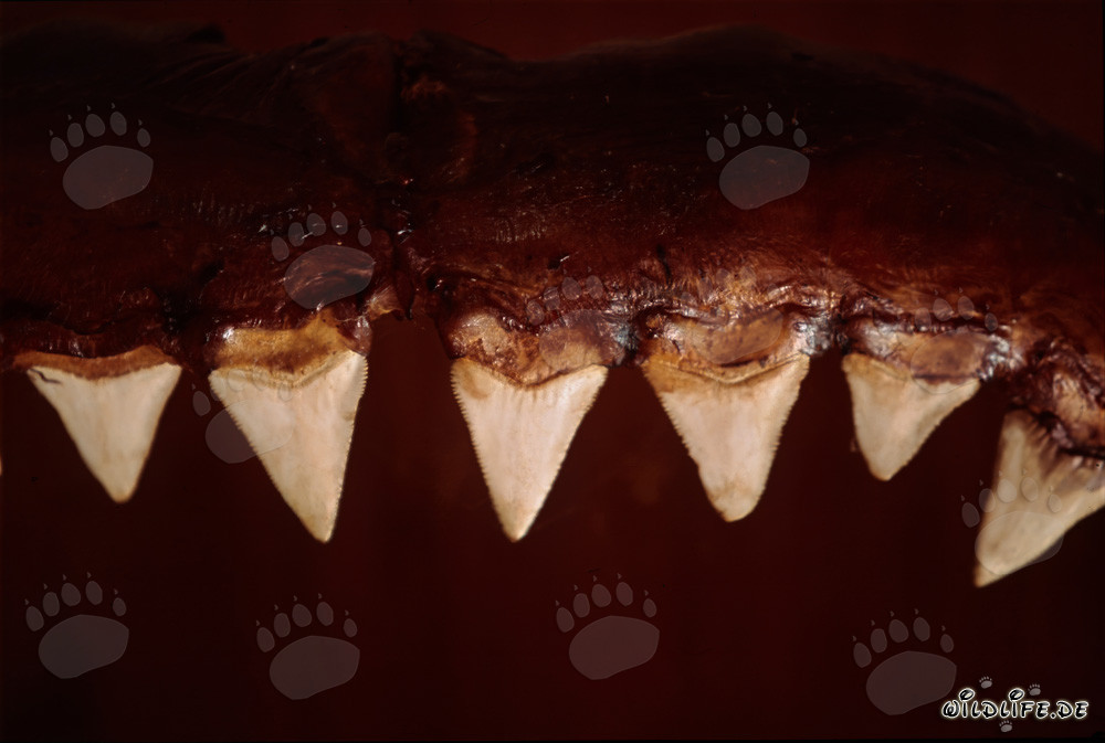 Las impresionantes herramientas de mordida de un gran tiburón blanco de seis metros