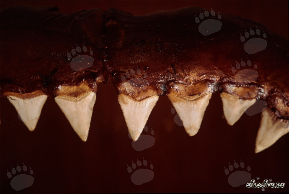 Die beeindruckenden Beißwerkzeuge eines sechs Meter großen Weißen Hais