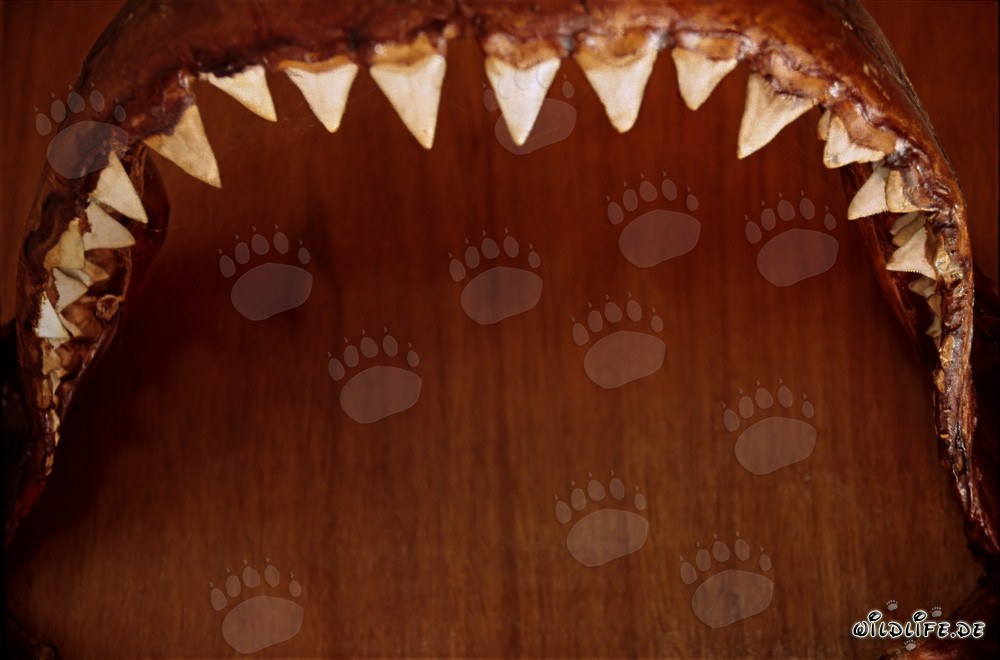 Impressive jaw of a six-meter Great White Shark