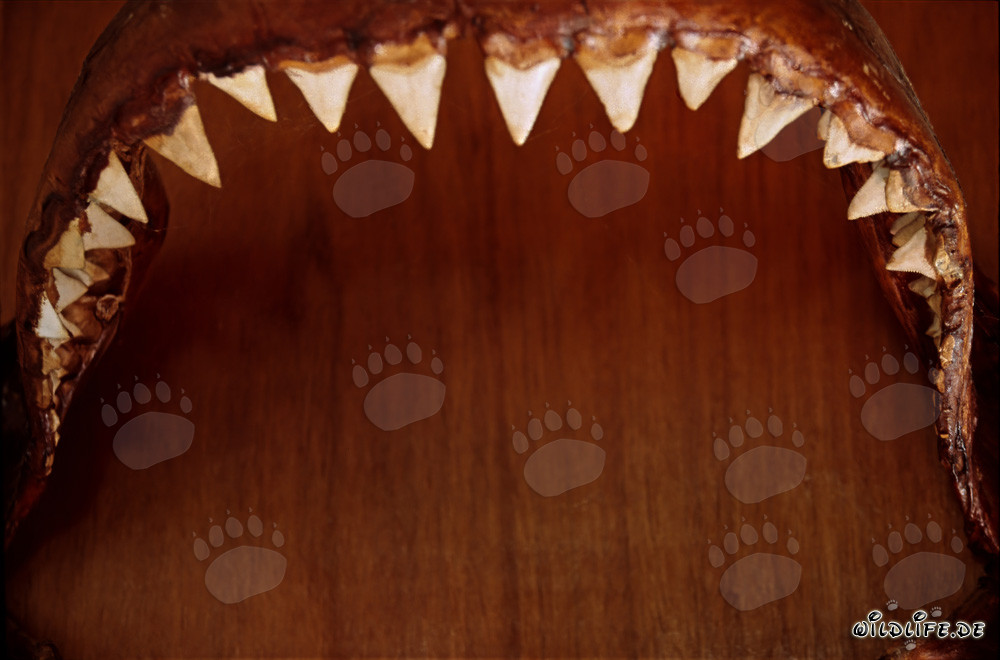 Imponente dentatura di uno squalo bianco di sei metri