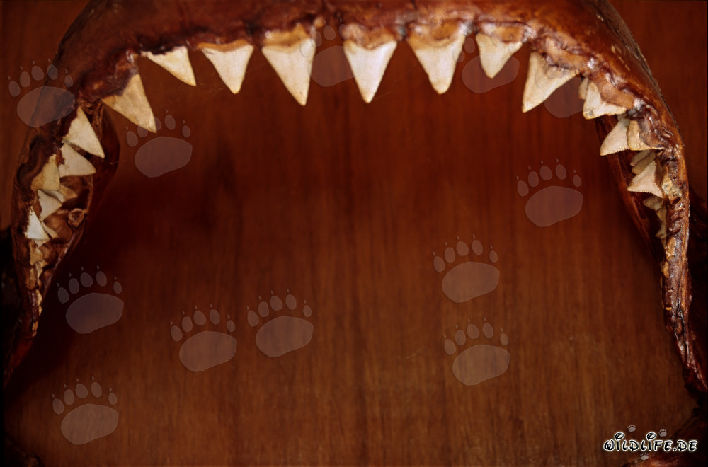 Impresionante dentadura de un tiburón blanco de seis metros