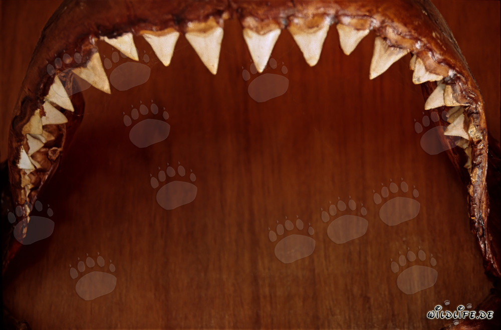 Imposantes Gebiss eines sechs Meter großen Weißen Hais