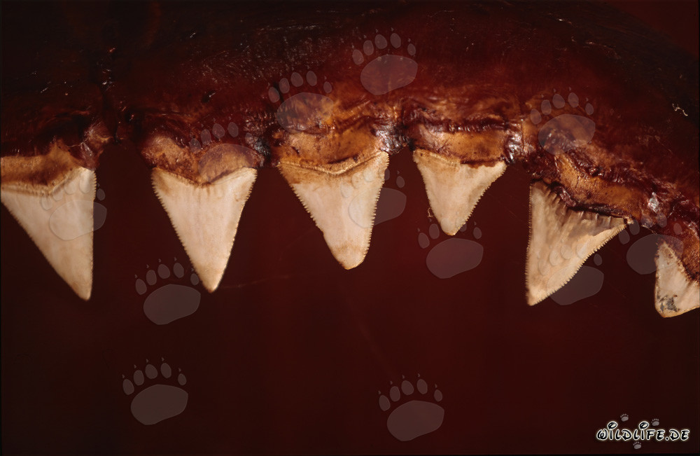 The impressive teeth of a six-meter Great White Shark