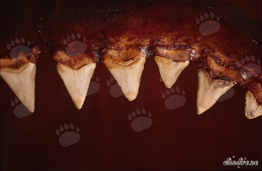 Impressionanti denti dello squalo bianco di sei metri di lunghezza