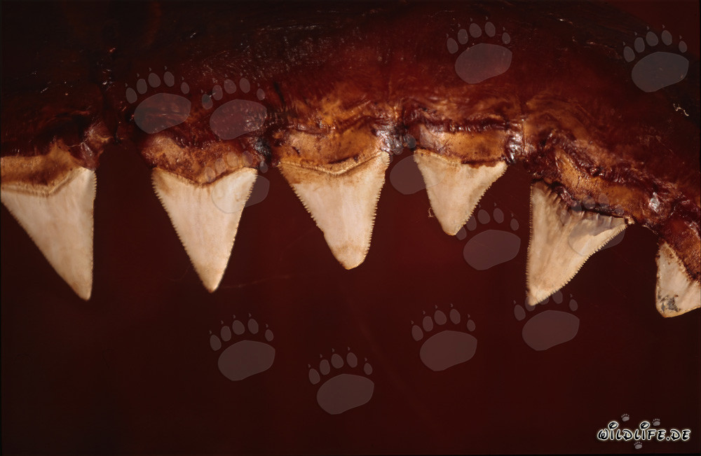 Impresionantes dientes del tiburón blanco de seis metros de largo