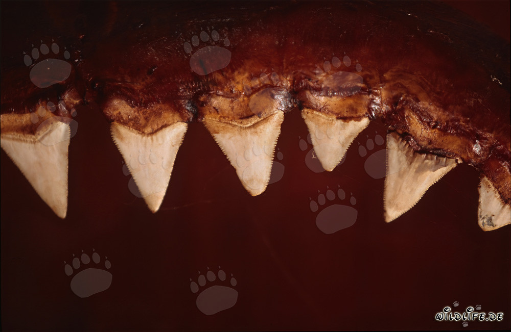 Beeindruckende Zähne des sechs Meter langen Weißen Hais