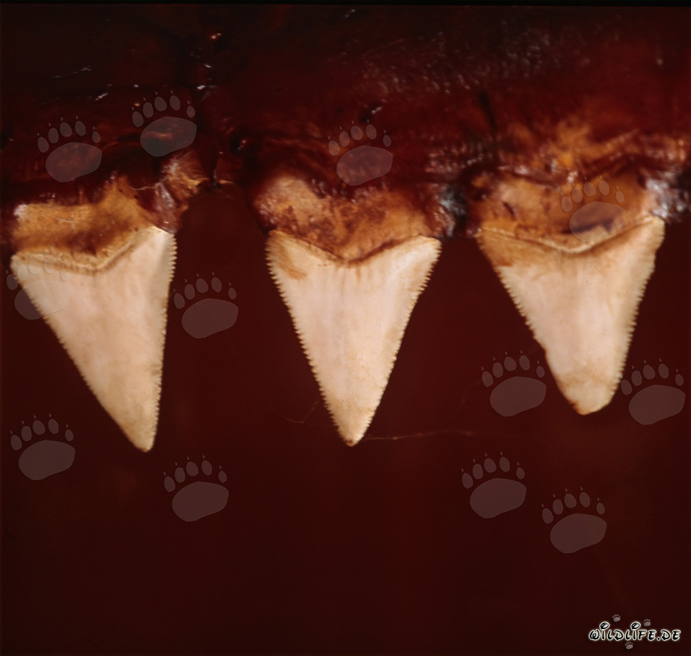 Impressive Great White Shark Teeth - Symbol of Strength and Danger