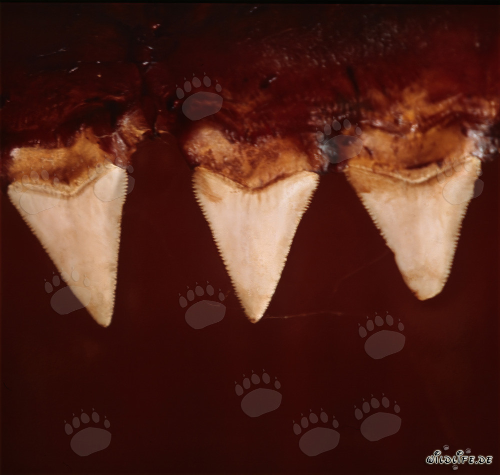 Impressionanti denti di squalo bianco - Simbolo di forza e pericolo