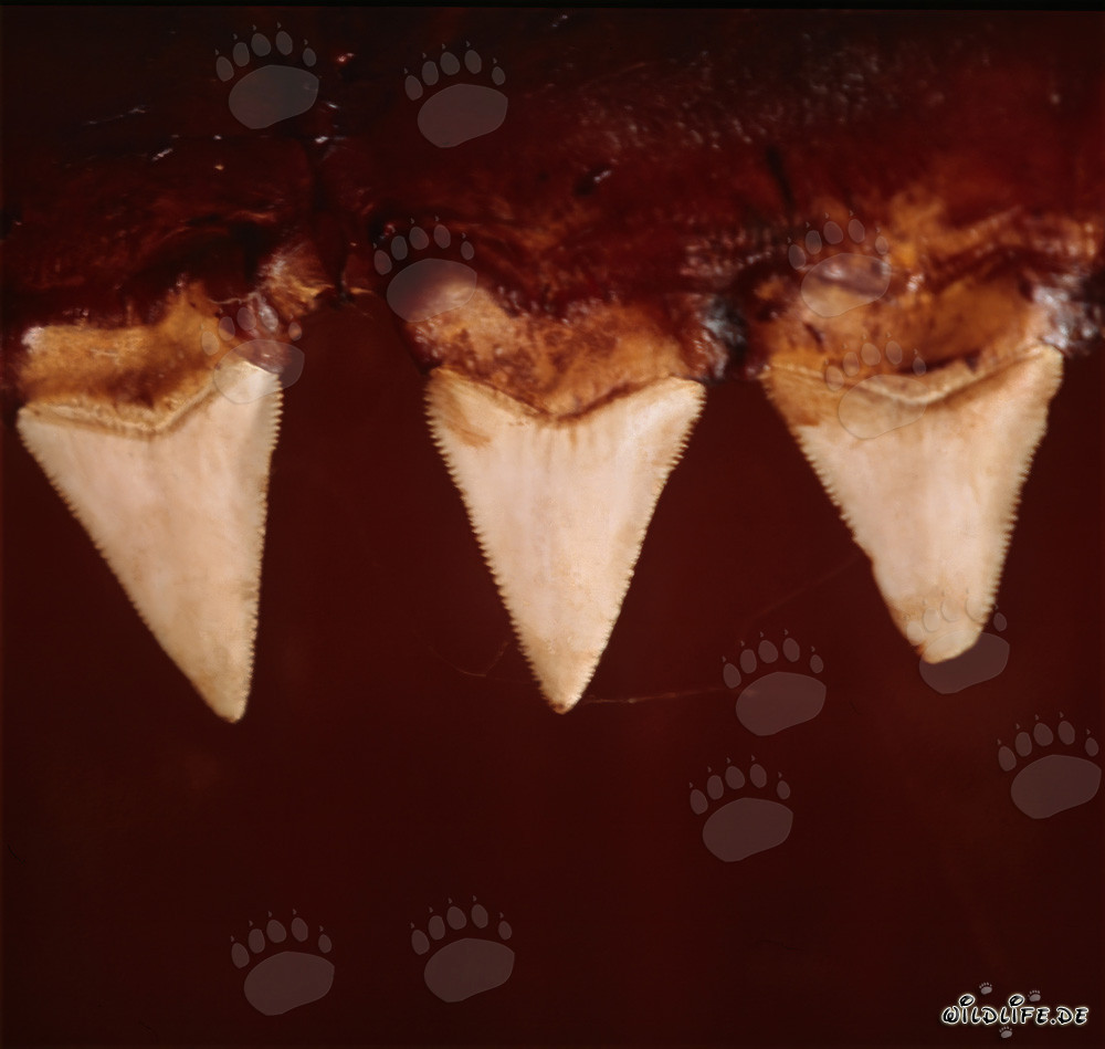 Impresionantes dientes de tiburón blanco - Símbolo de fuerza y peligro