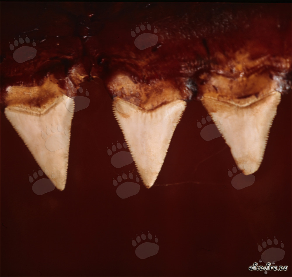 Beeindruckende Weiße Hai Zähne - Symbol für Stärke und Gefahr