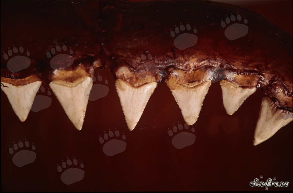 Les impressionnantes dents d'un grand requin blanc de six mètres