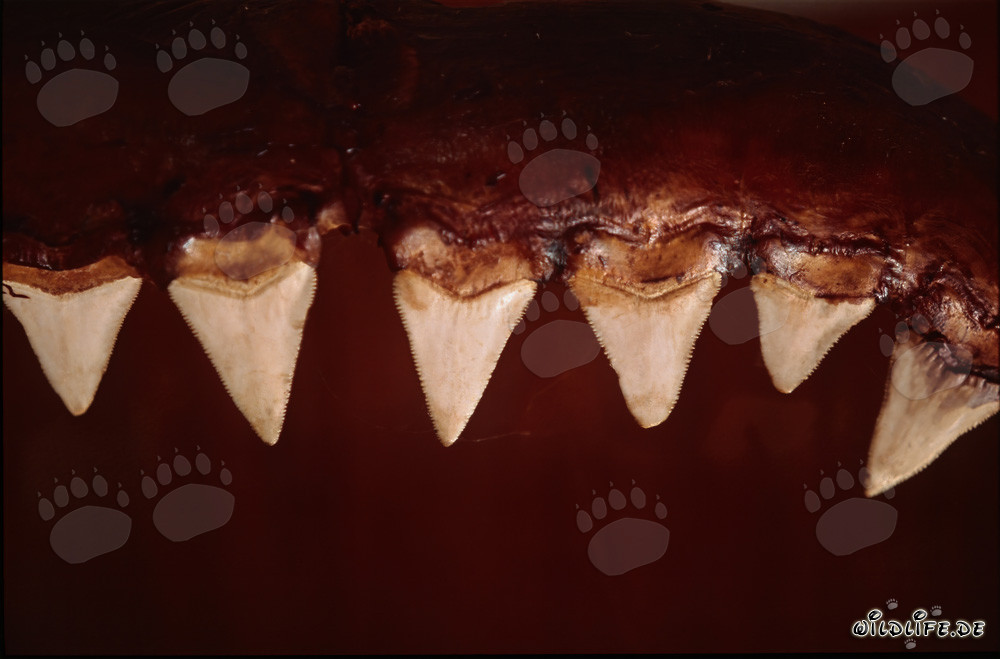 The impressive teeth of a six-metre-long Great White Shark