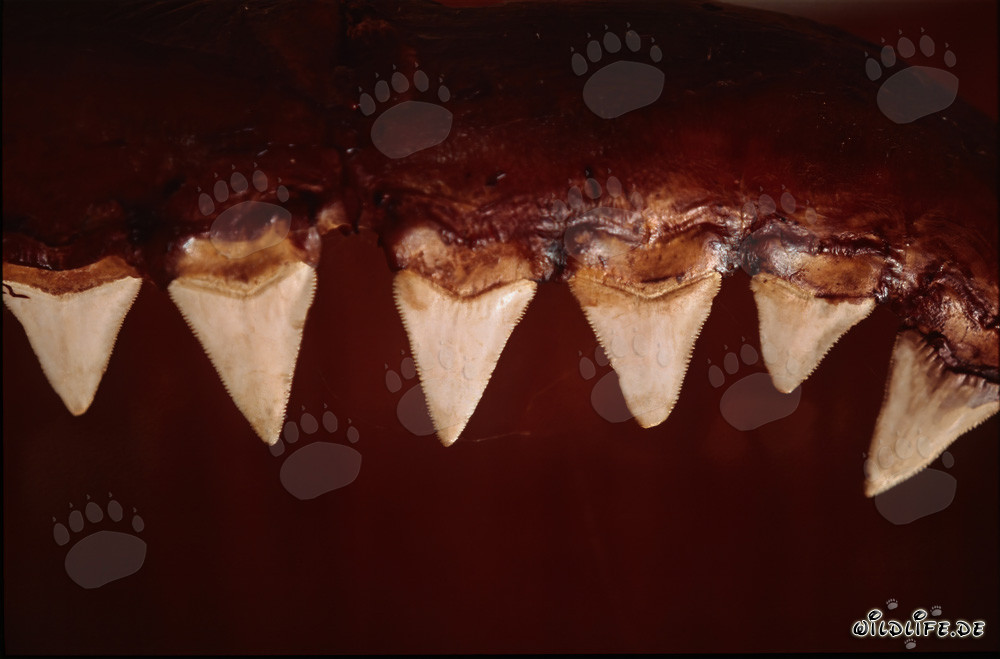 I denti impressionanti di uno squalo bianco di sei metri