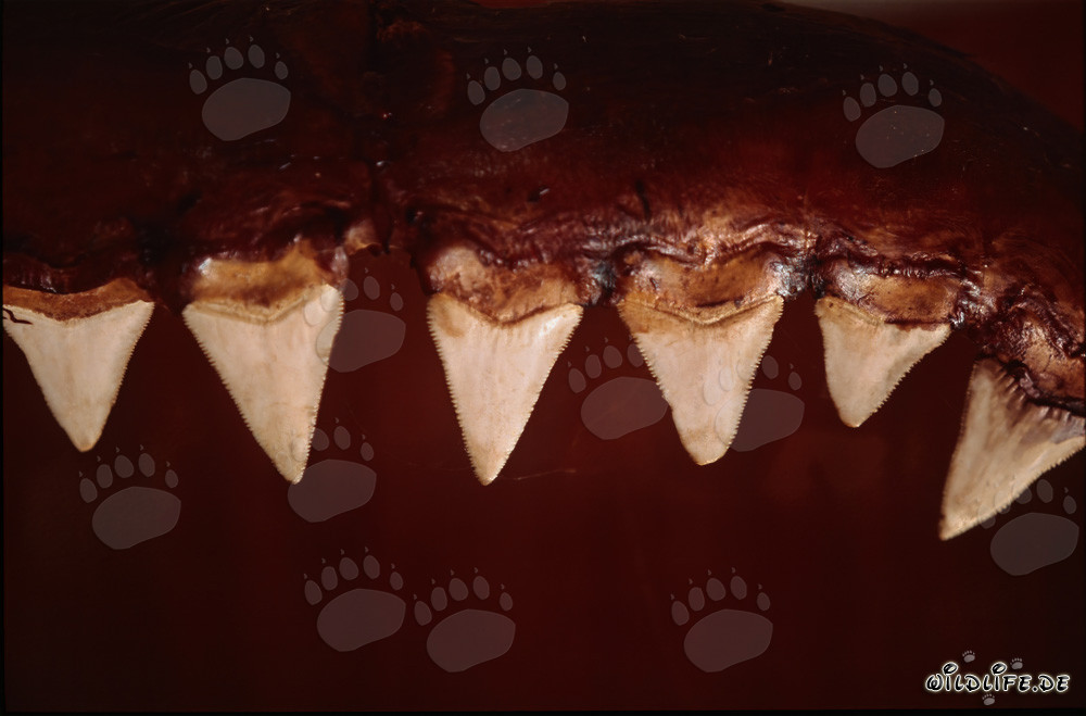 Los impresionantes dientes de un gran tiburón blanco de seis metros