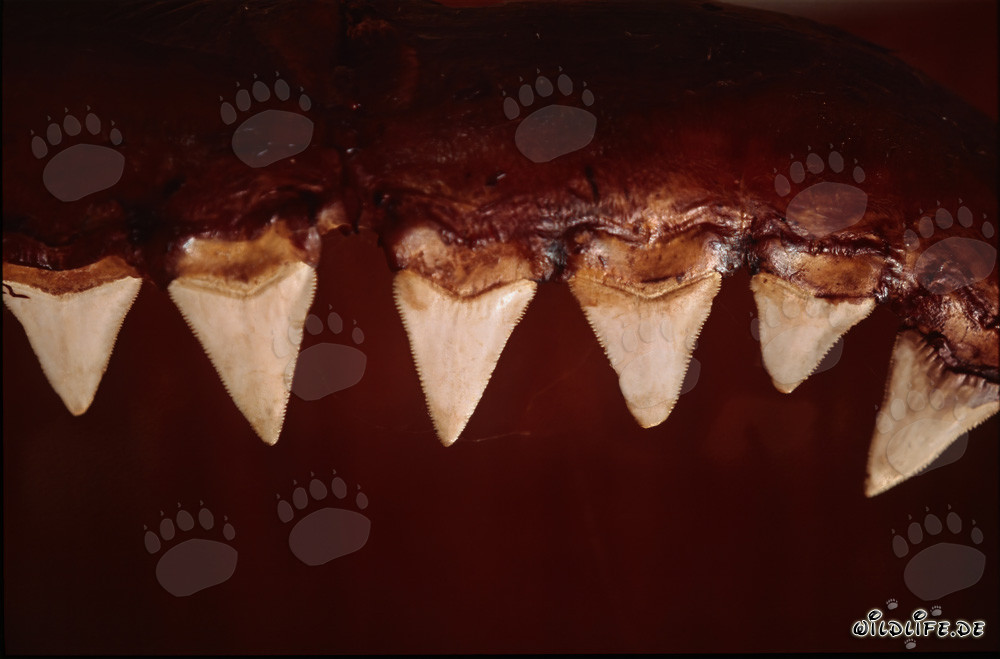 Die eindrucksvollen Zaehne eines sechs Meter großen Weißen Hais