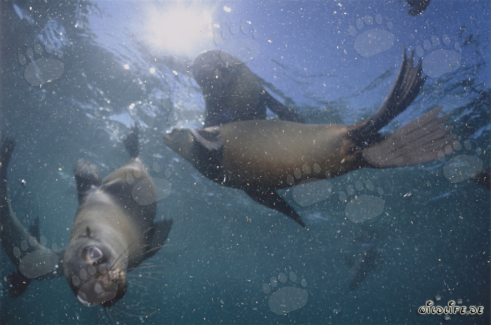 Otaries à fourrure sud-africaines en forte maigreur