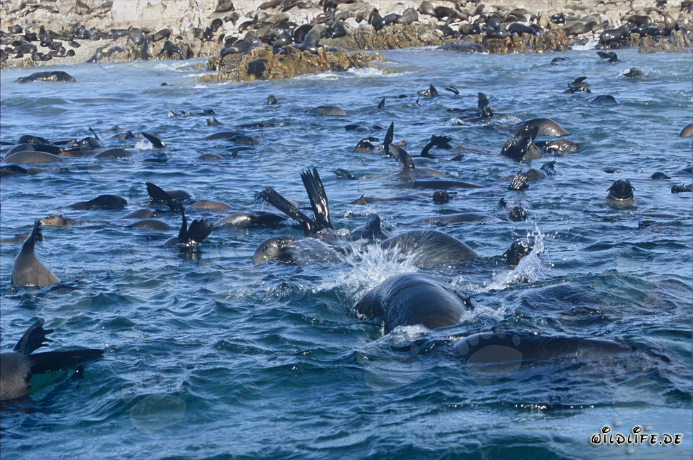 Phoques à fourrure d'Afrique du Sud sur Geyser Rock