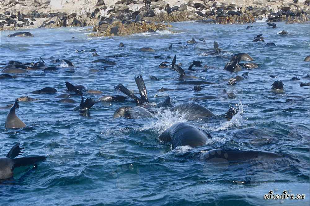 South African Fur Seals on Geyser Rock