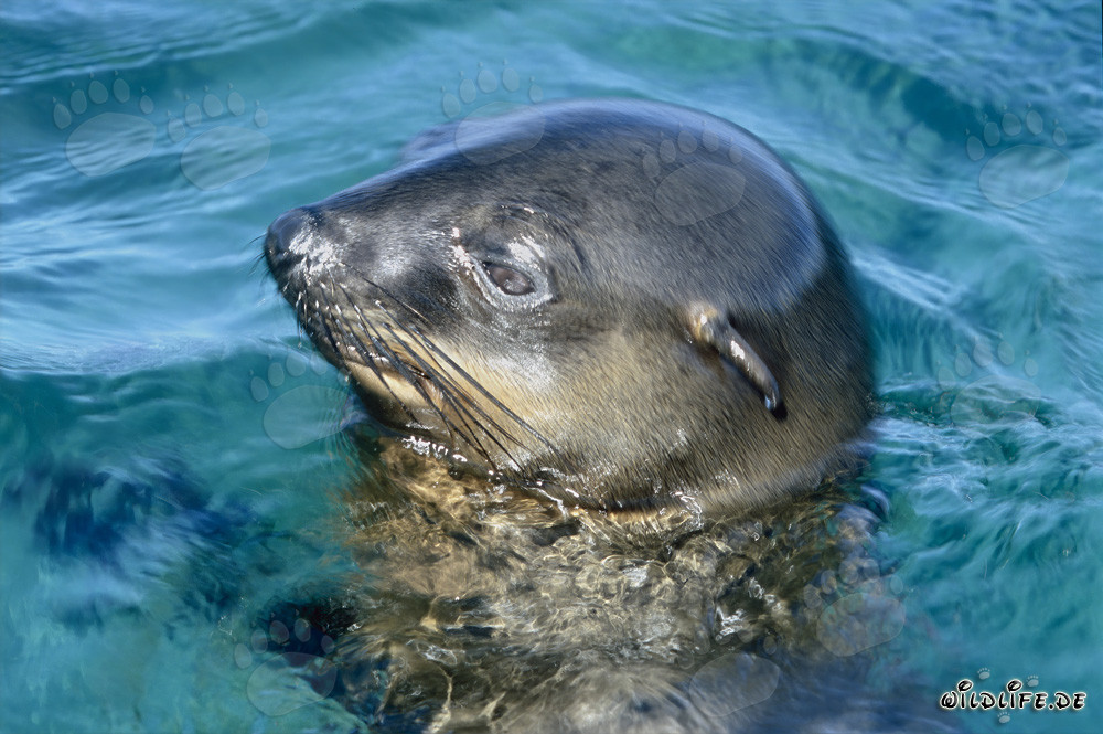 Foca dalla pelliccia sudafricana osserva il suo ambiente