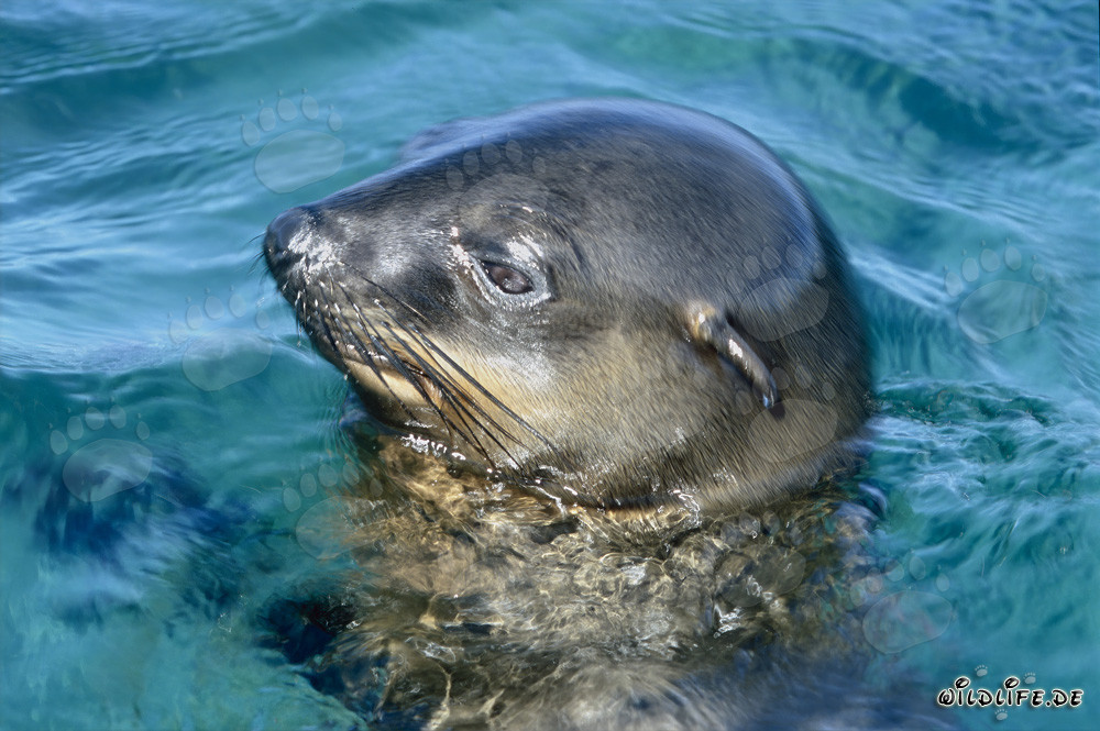 Foca de piel sudafricana observando su entorno