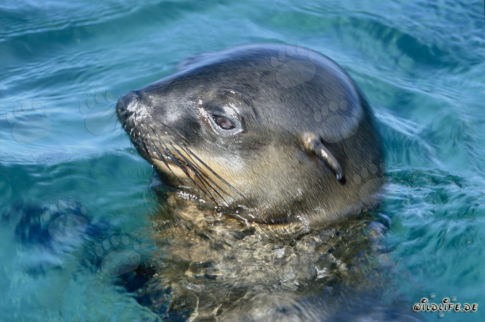 Phoque à fourrure sud-africain observant son environnement