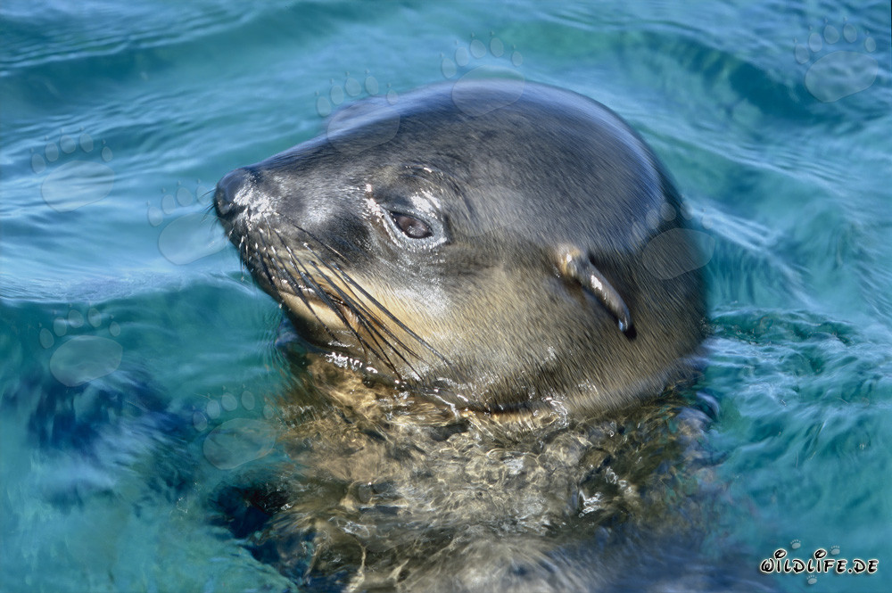 South African Fur Seal observing its surroundings