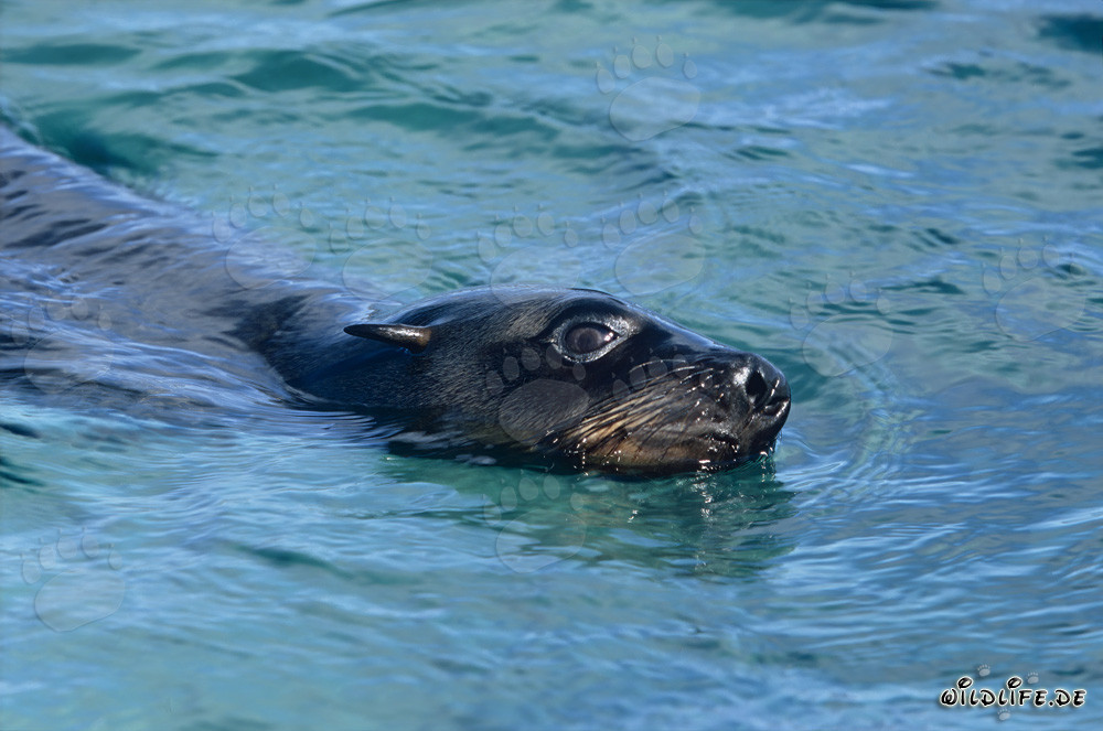 Foca dalla pelliccia sudafricana in viaggio verso il mare aperto