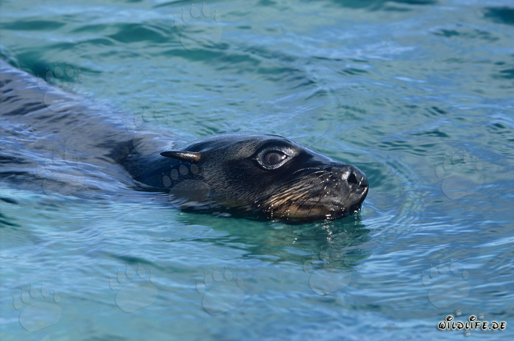Foca de piel sudafricana en camino hacia el mar abierto