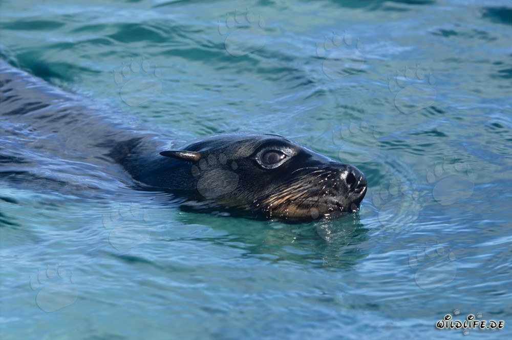 Phoque à fourrure sud-africain en route vers le grand large