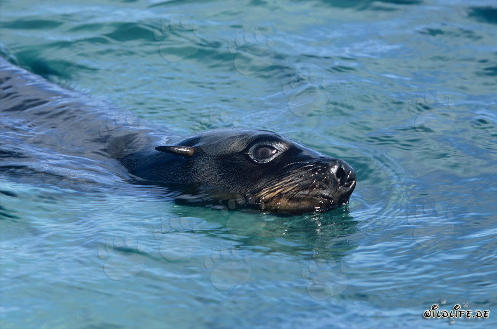 South African Fur Seal Heading to the Open Sea