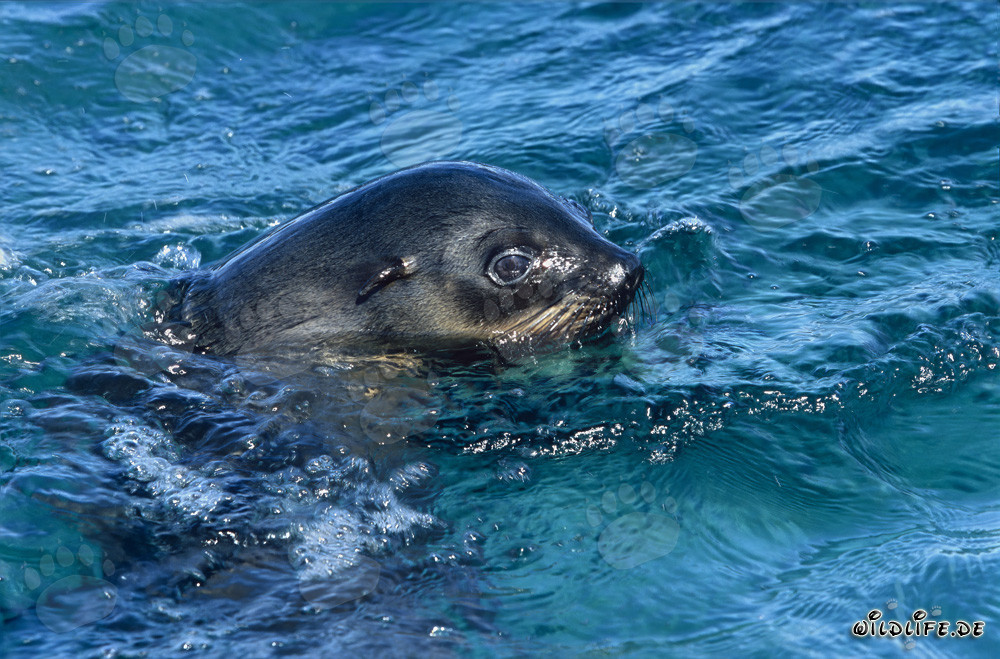 Otaria sud-africana in superficie dell'acqua