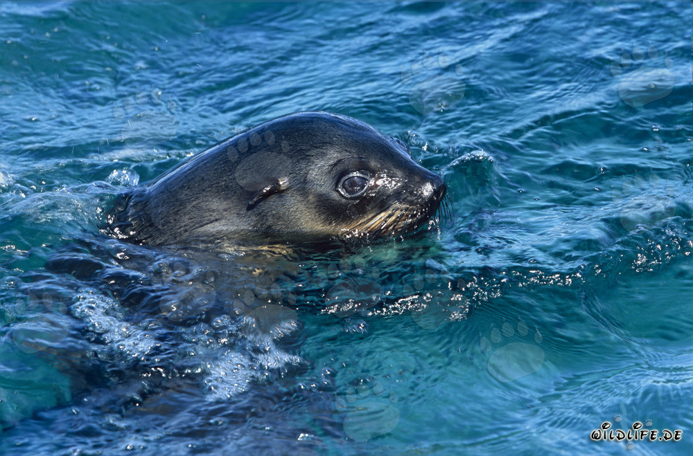 Otaries à fourrure sud-africaines à la surface de l'eau