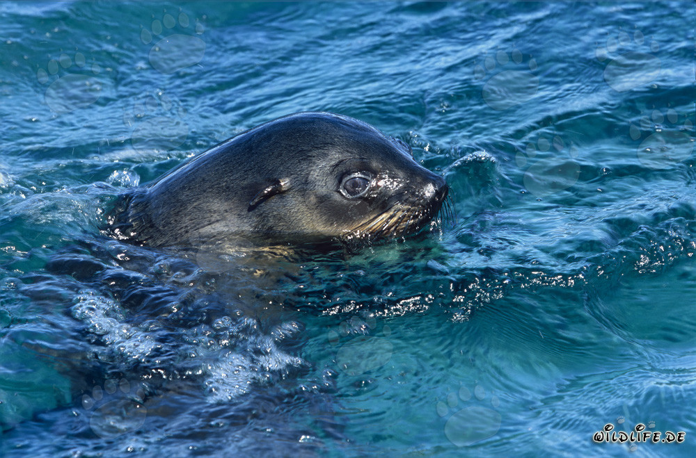 South African Fur Seal at the Water Surface